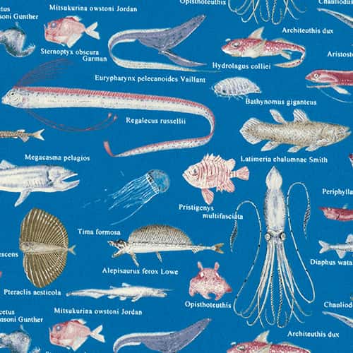 魚圖案斜紋布 色號 02
