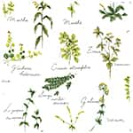 平織細布 色號 01