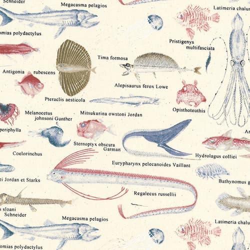 魚柄