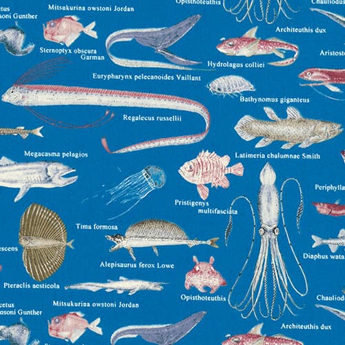 魚柄 色號 02