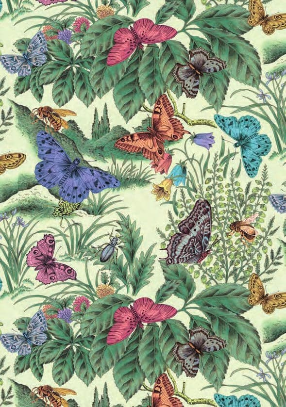 Lepidoptera