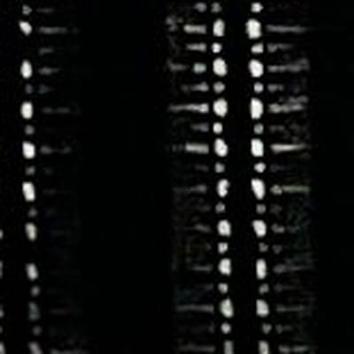 有機棉紗羅條紋布
